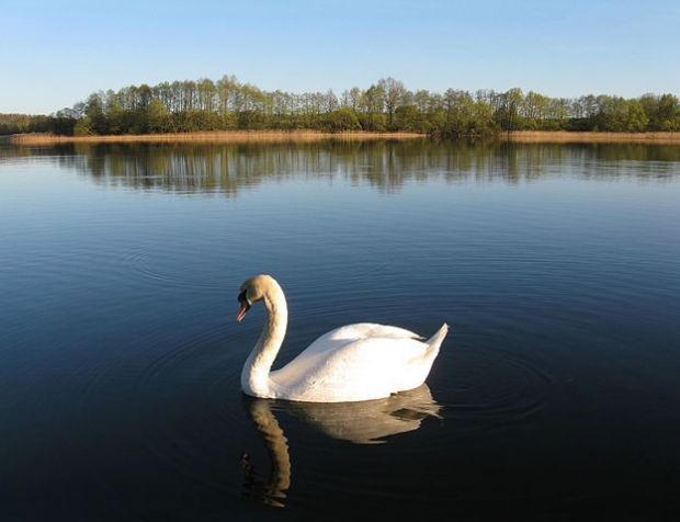 swan-on-the-lake